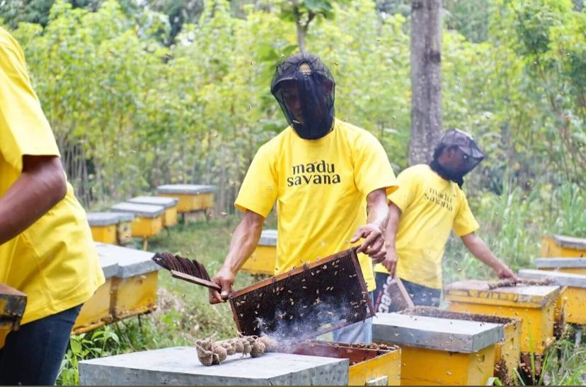 Madu Savana. (Foto: Madu Savana)